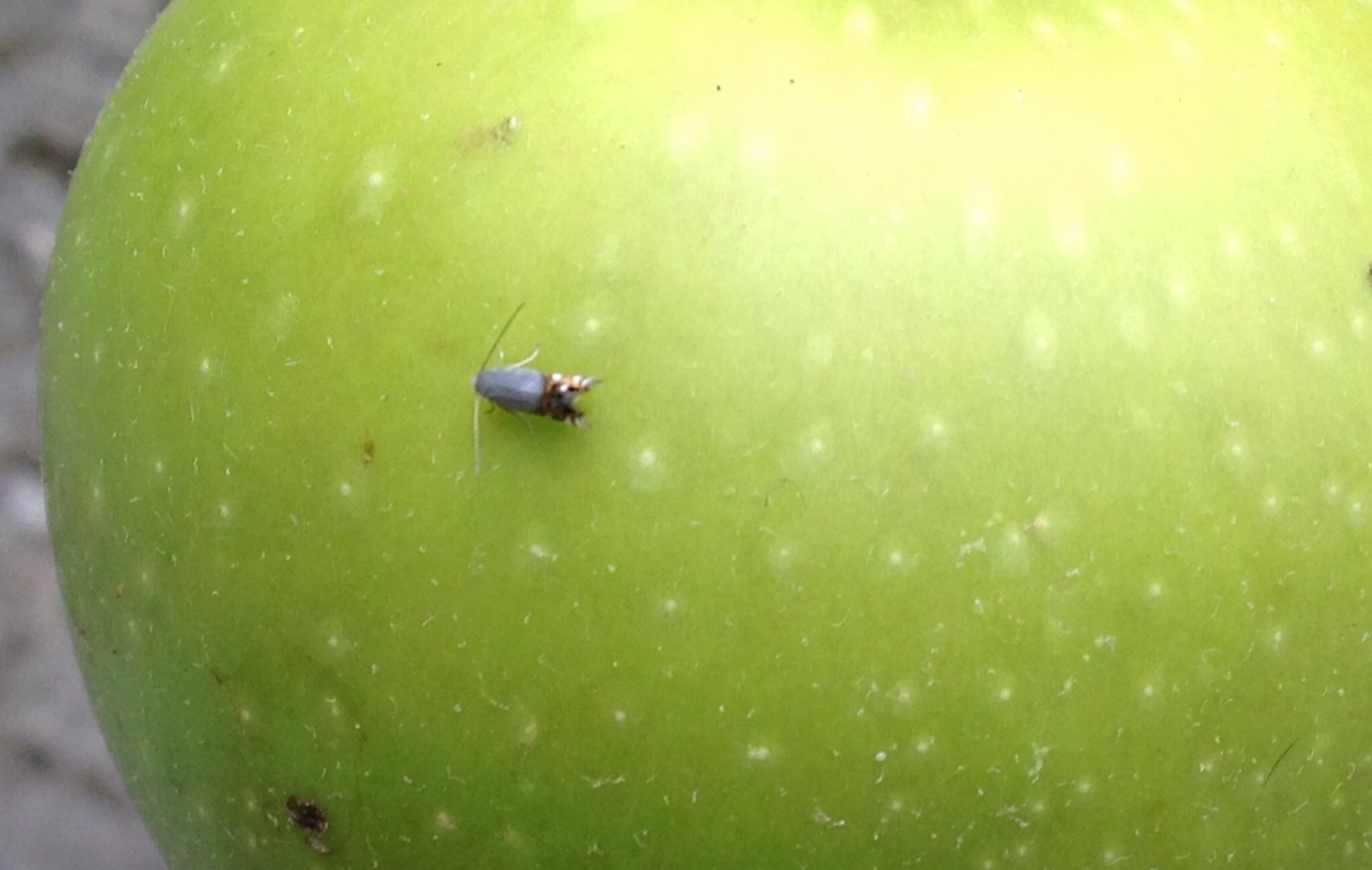 Picture for question