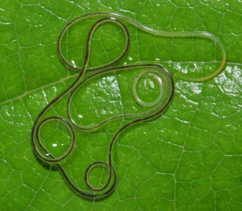 Plaatje bij antwoord