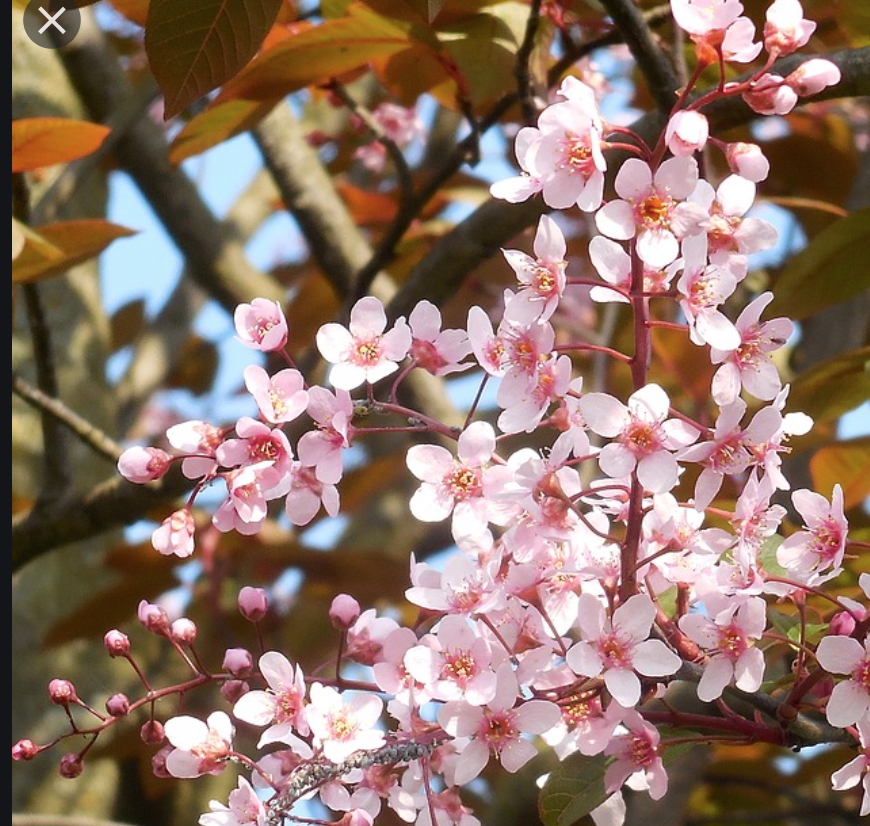 Picture for question