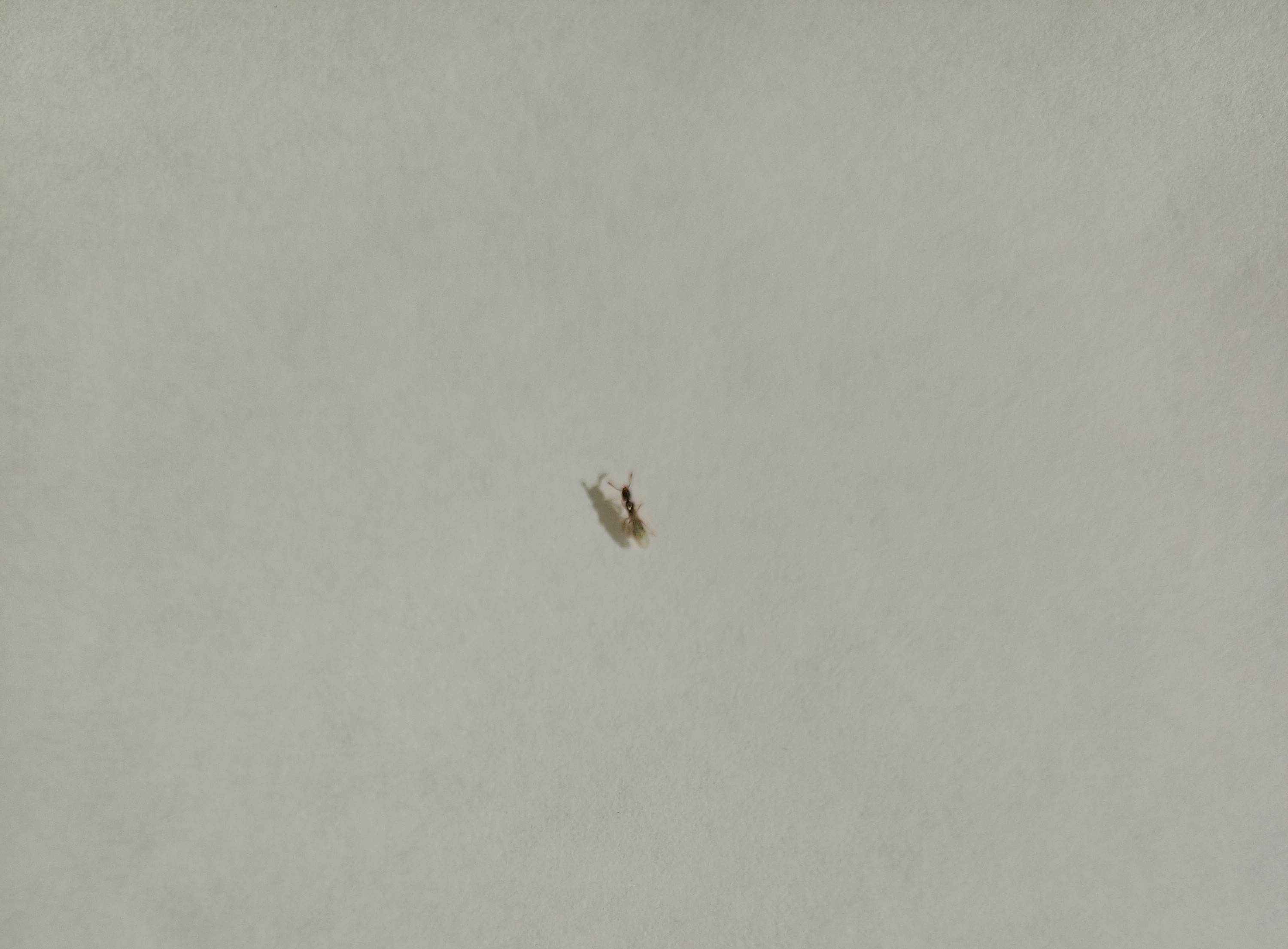 Picture for question