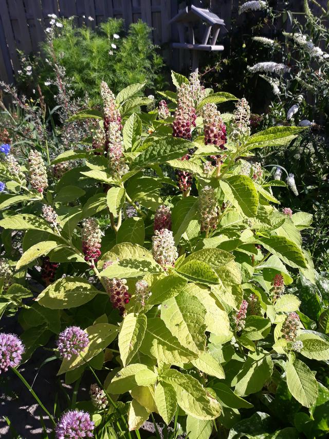 Picture for question