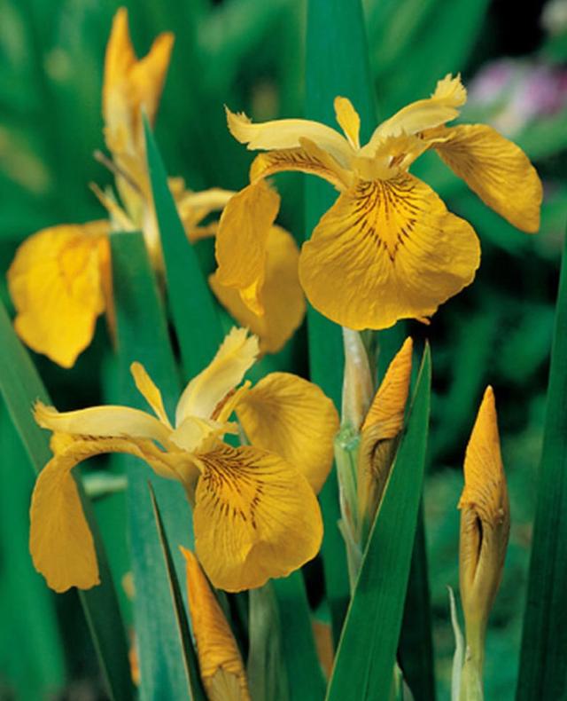 Plaatje bij antwoord