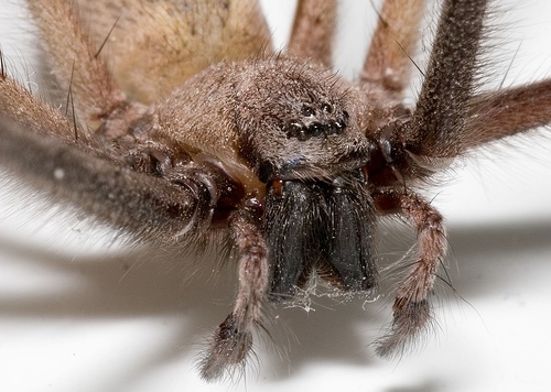 Plaatje bij antwoord