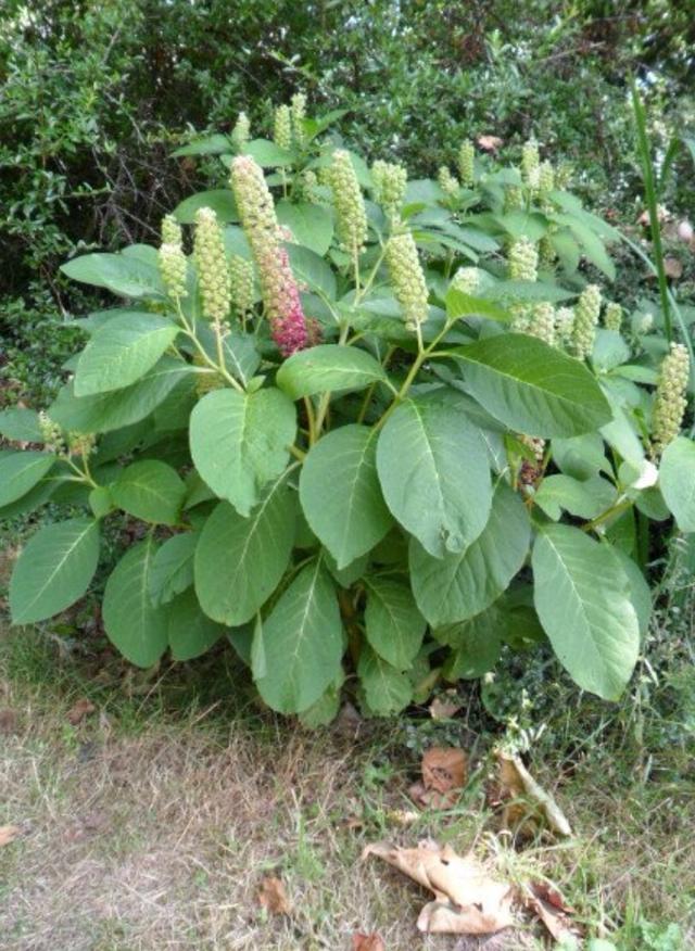 Plaatje bij antwoord