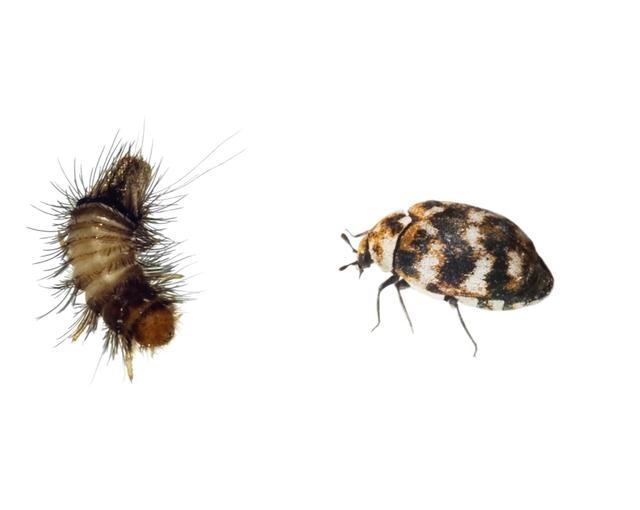 Plaatje bij antwoord