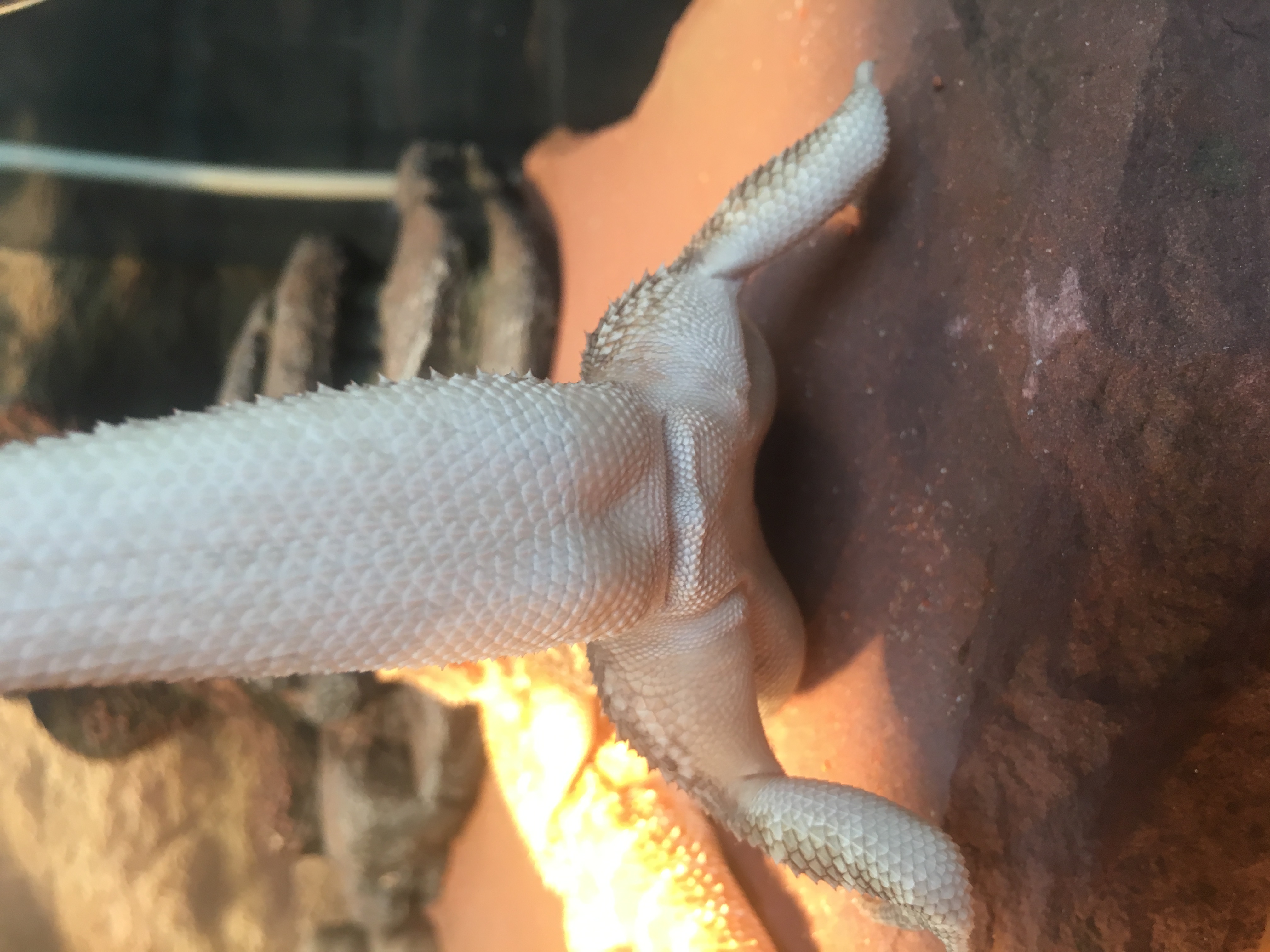 Picture for question