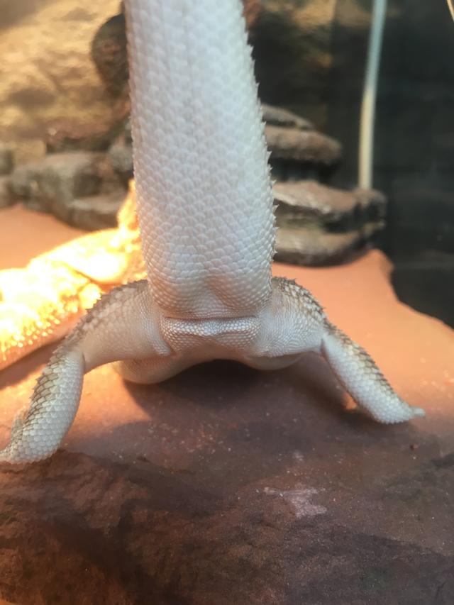 Picture for question