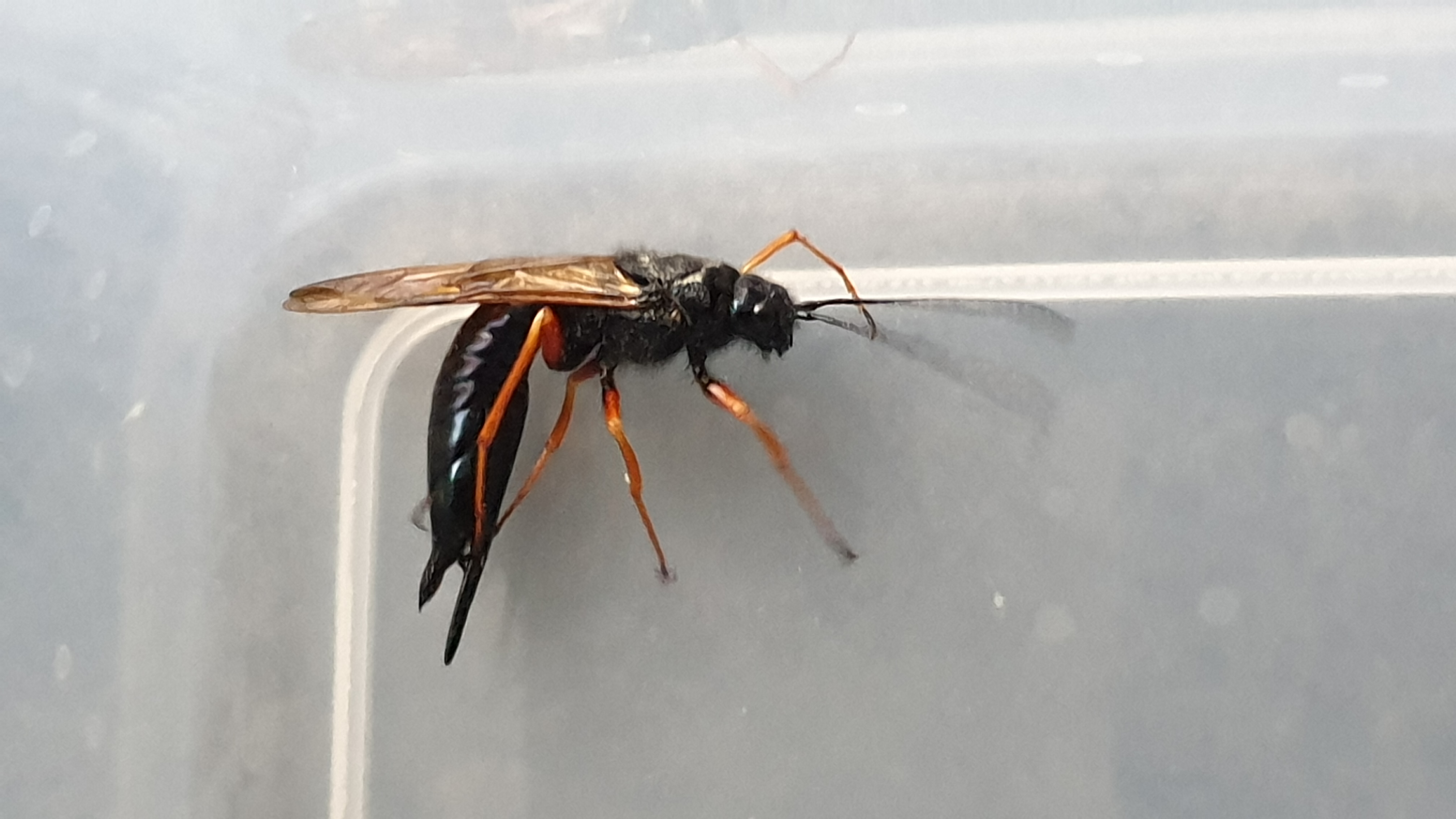 Picture for question