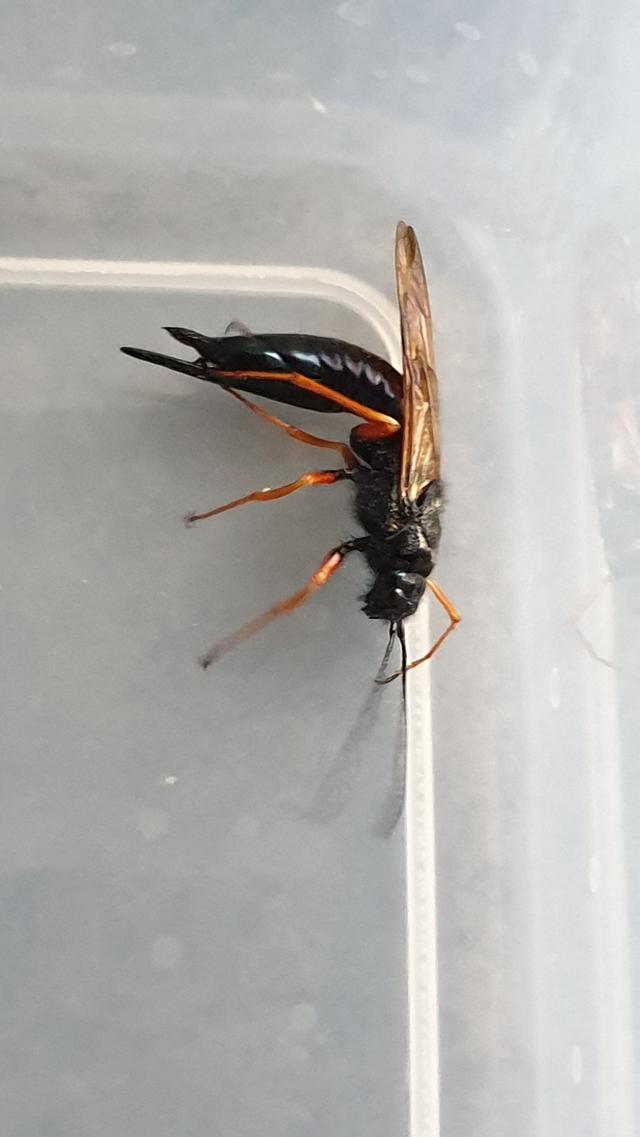 Picture for question