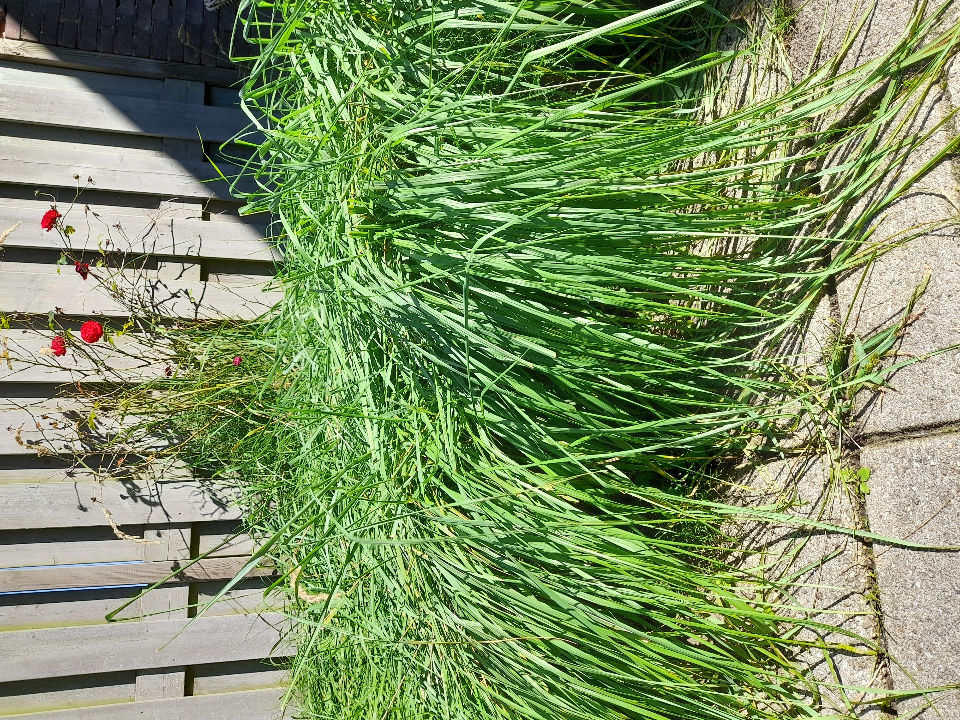 Picture for question