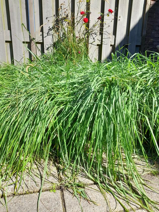 Picture for question