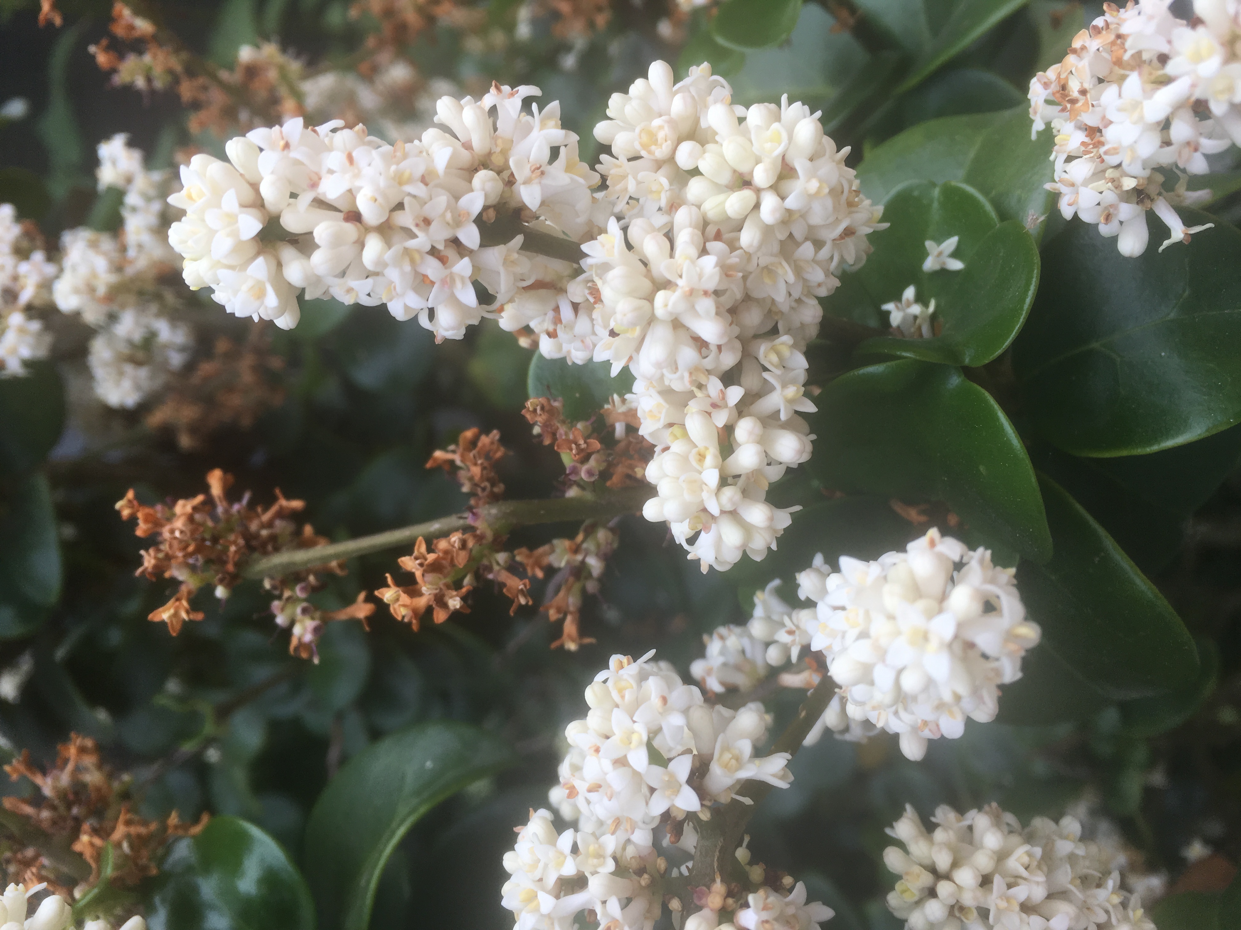 Picture for question