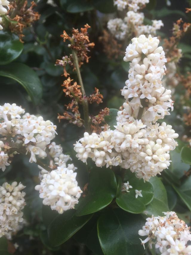 Picture for question