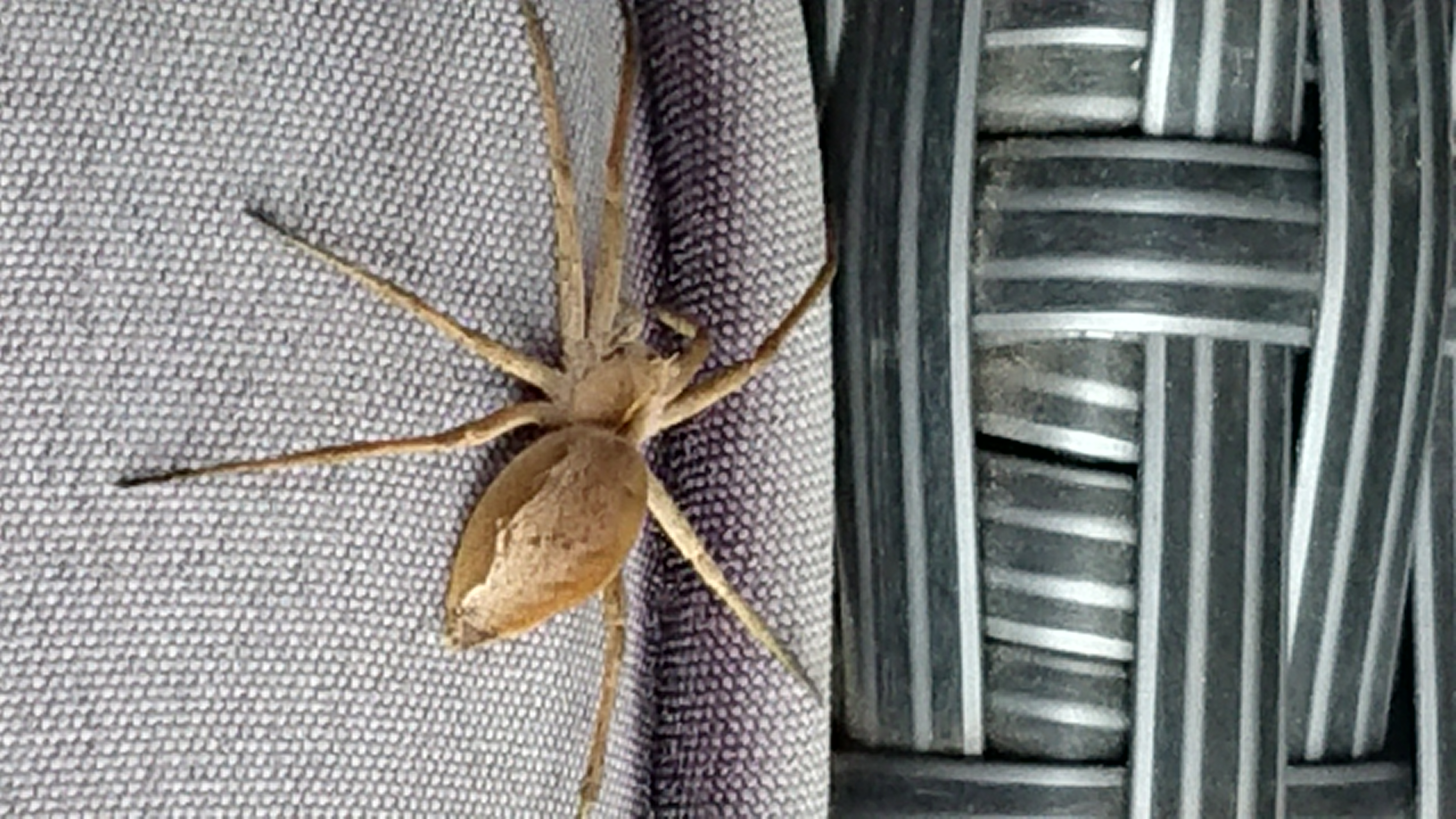 Wat voor spin is dit? GoeieVraag