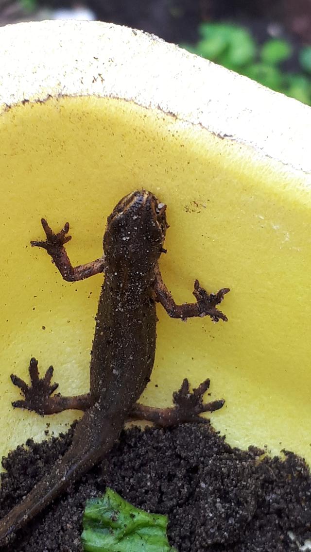 Picture for question