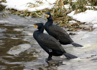Plaatje bij antwoord