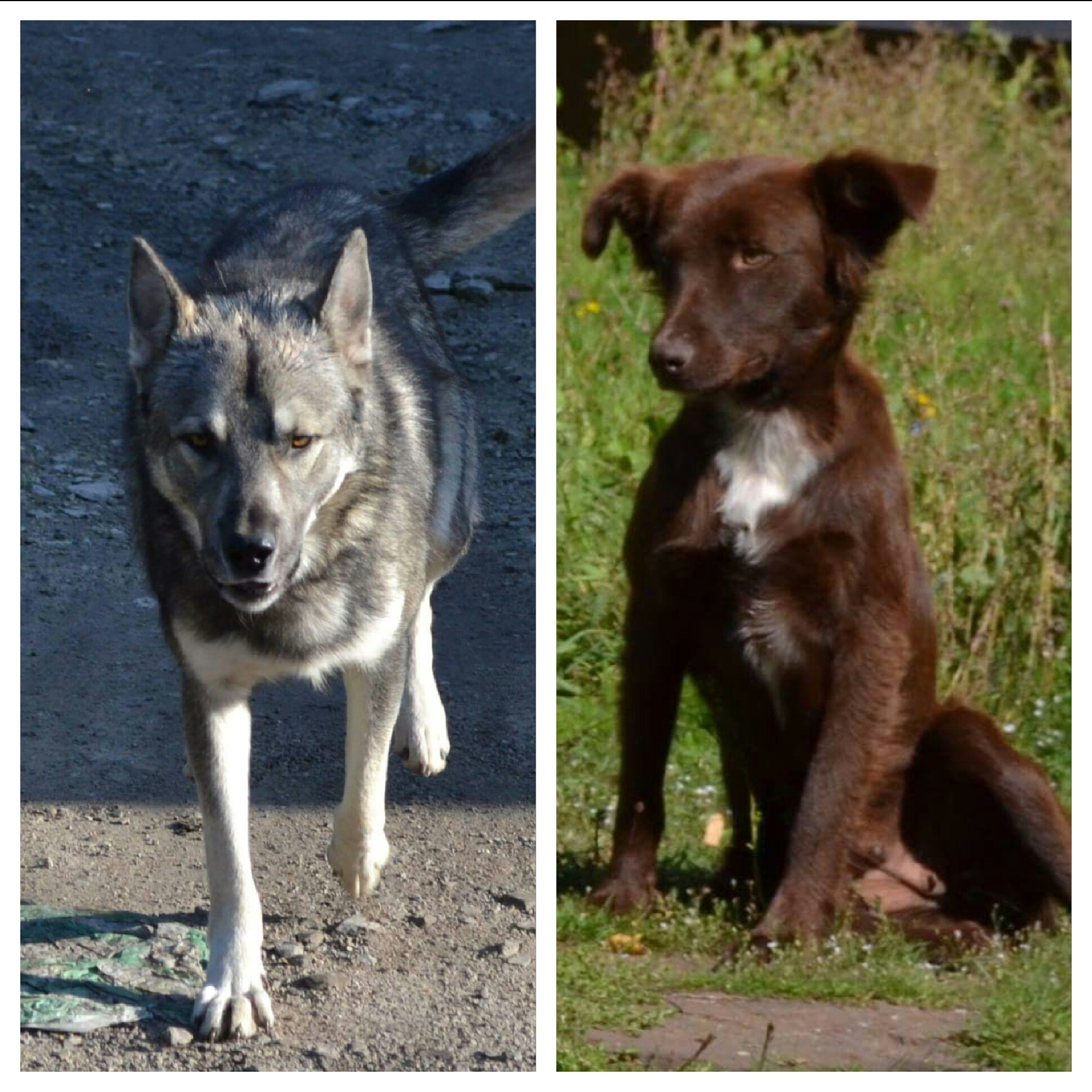 Picture for question