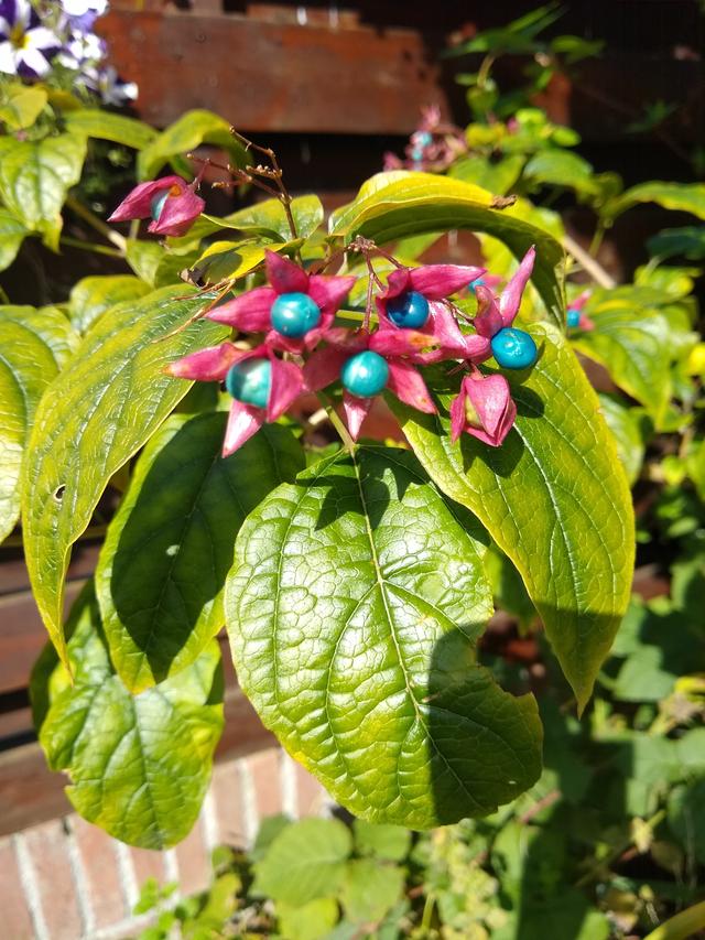 Picture for question