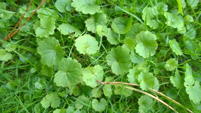 Picture for question