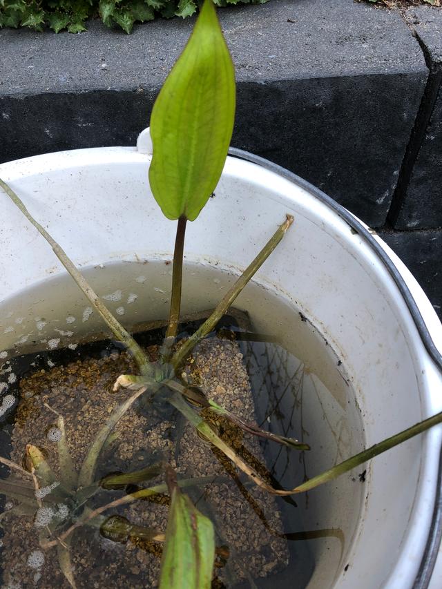 Picture for question