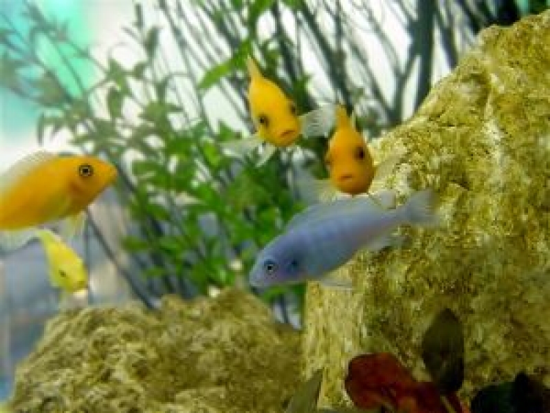 Aquarium heater of aquarium verwarming kopen? | Aquael Shop