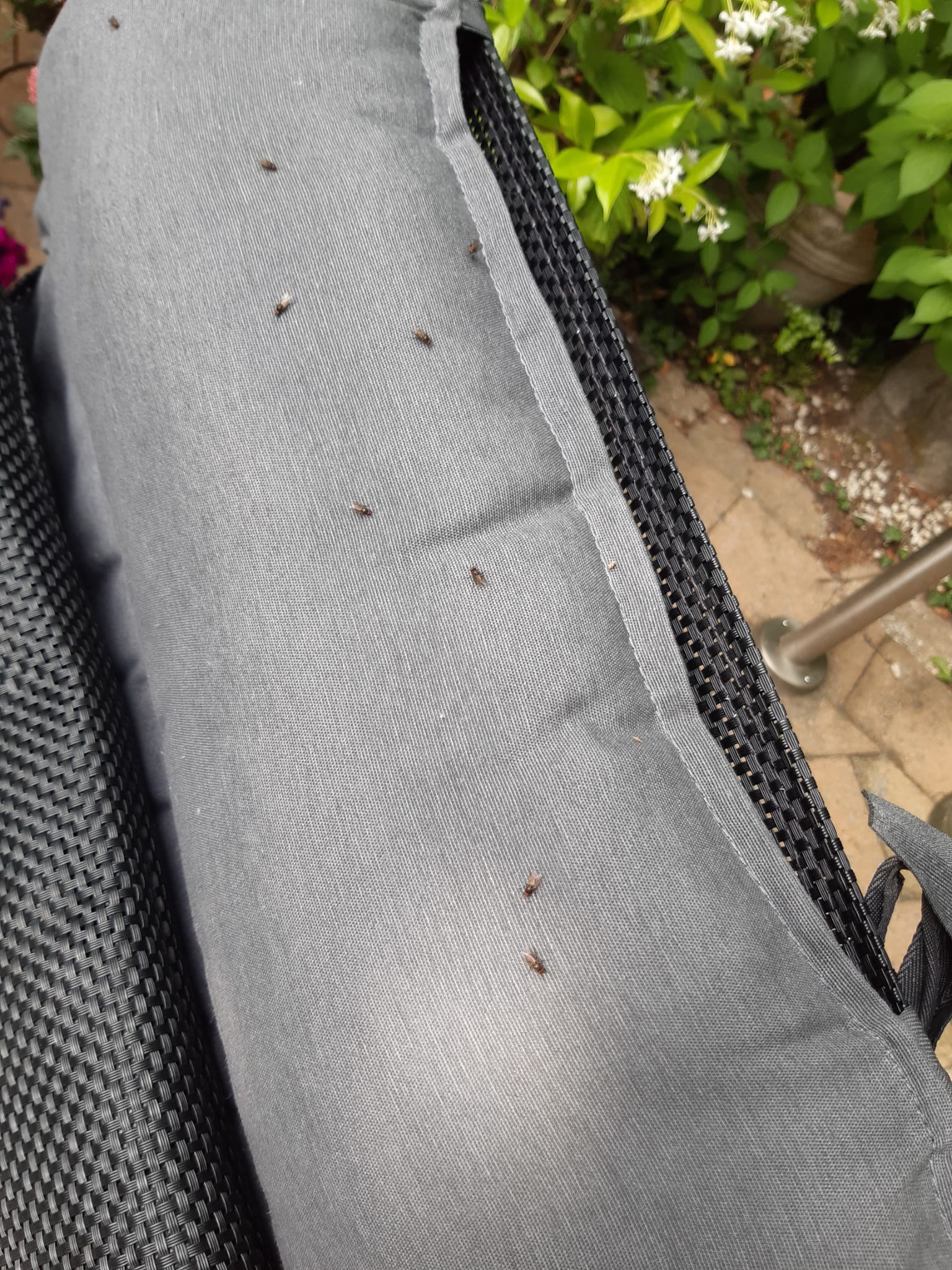 Picture for question