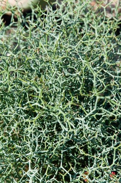 Picture for question