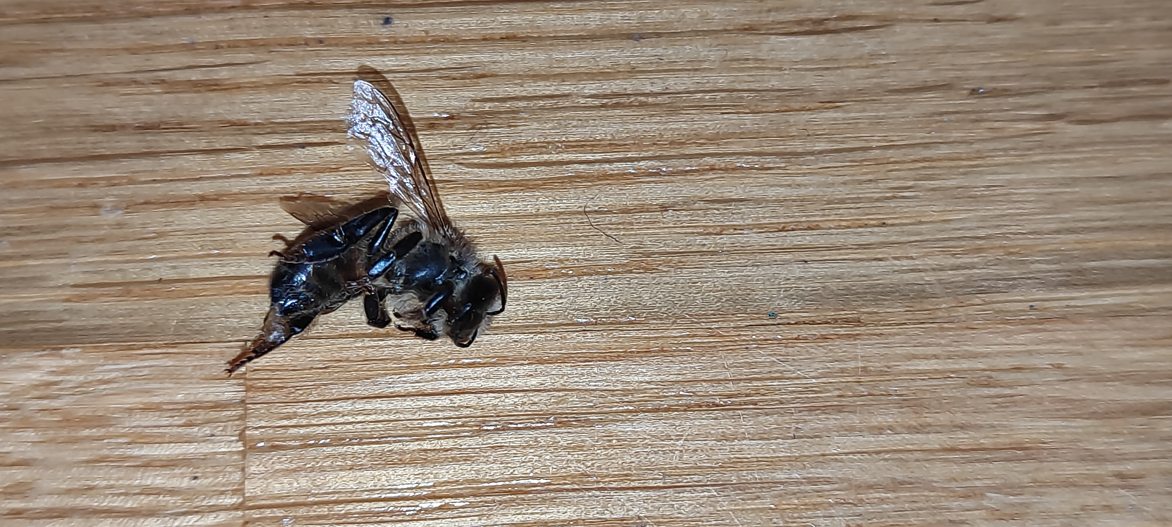 Picture for question