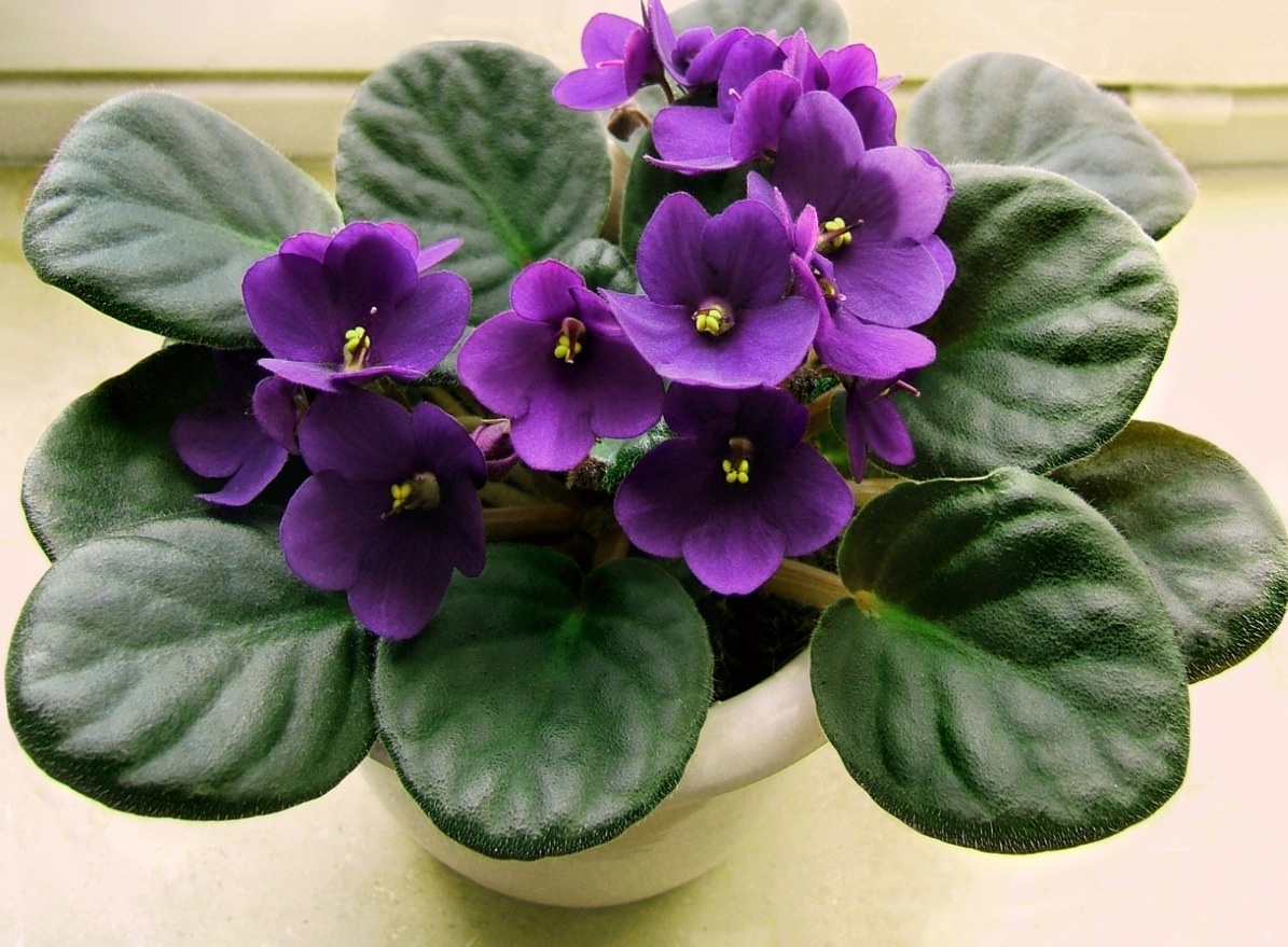 Plaatje bij antwoord