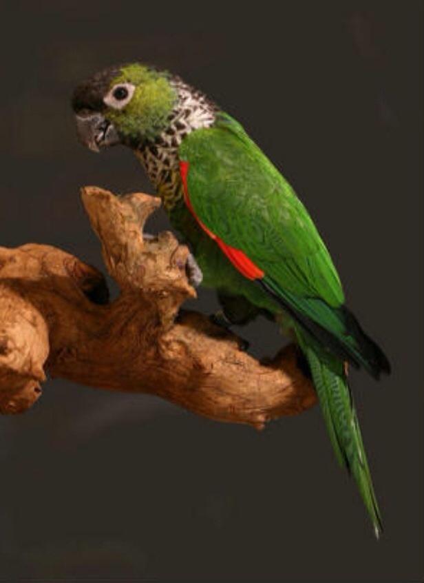 Plaatje bij antwoord