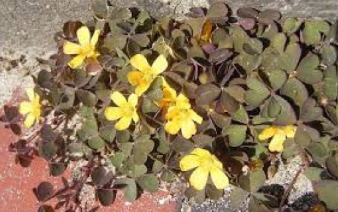 Plaatje bij antwoord