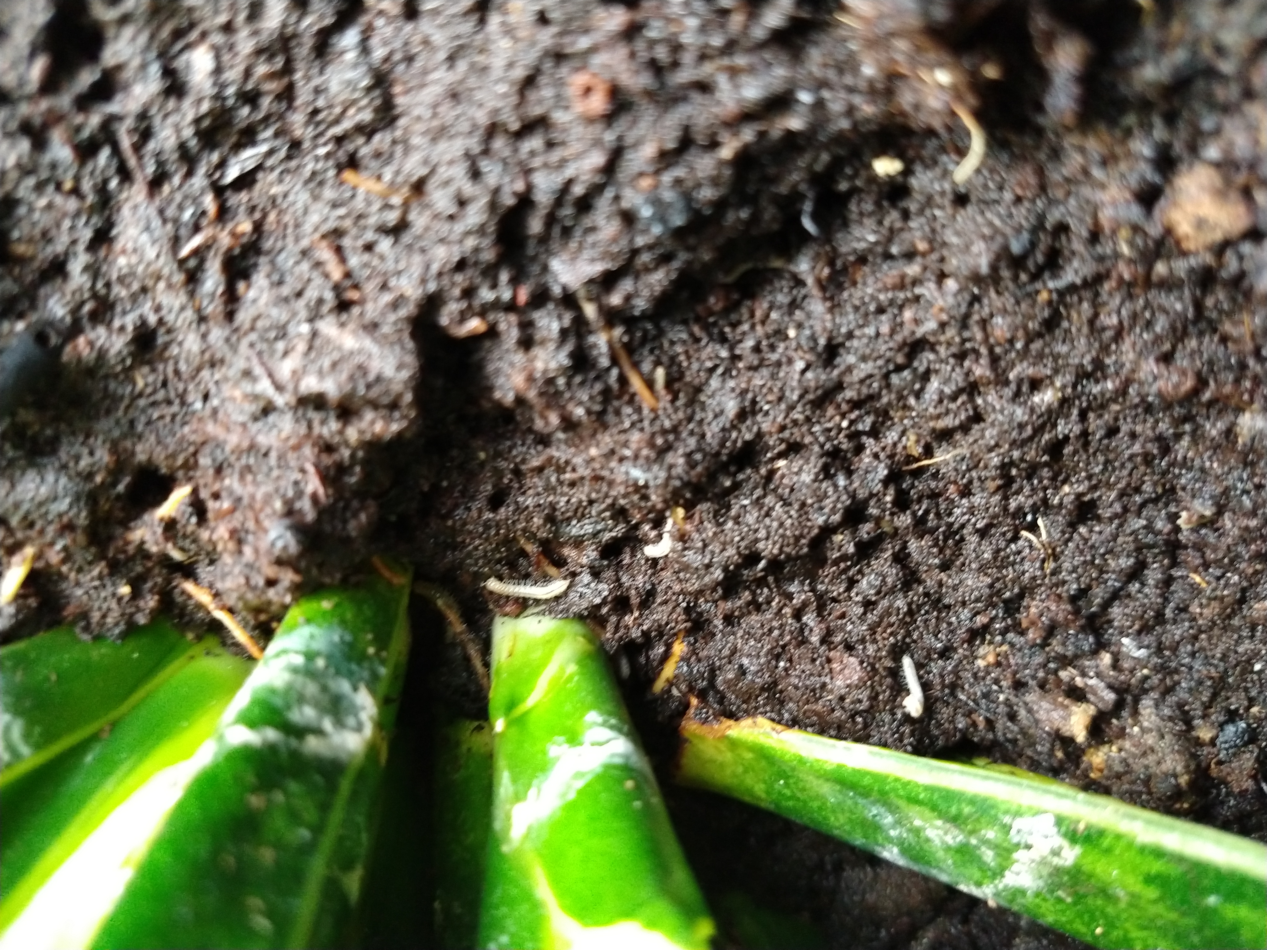 Picture for question