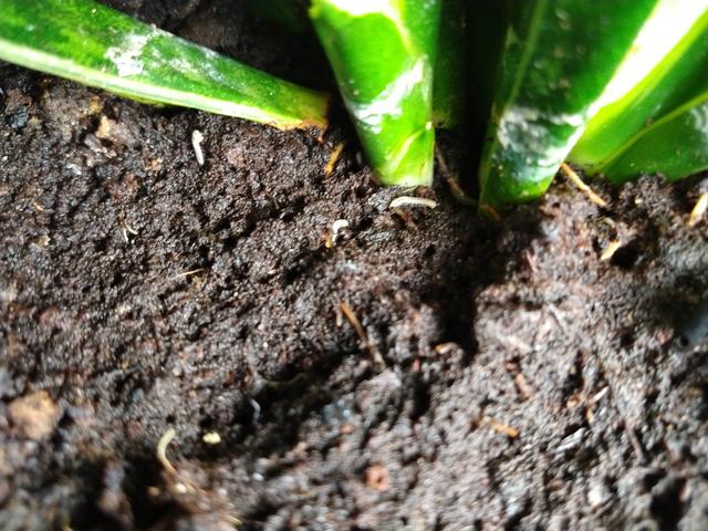 Picture for question