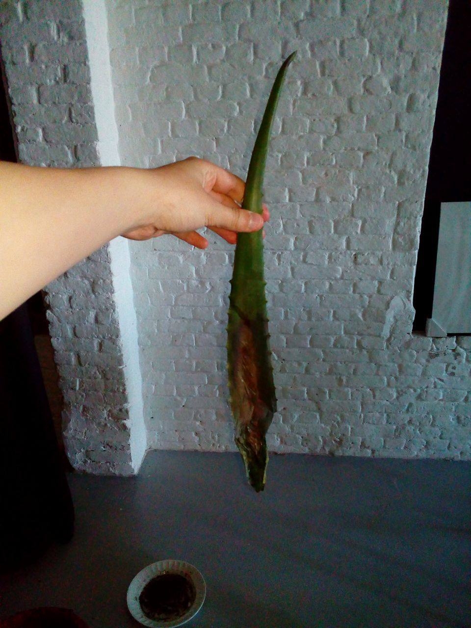 Waarom is mijn aloë vera plant bruin en slap? De