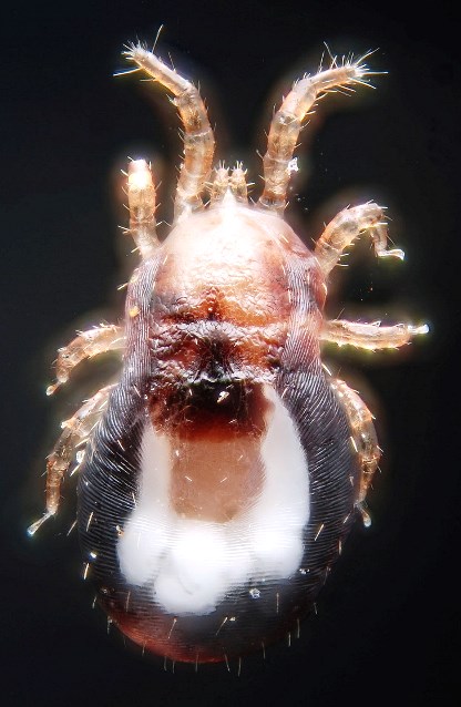 Plaatje bij antwoord