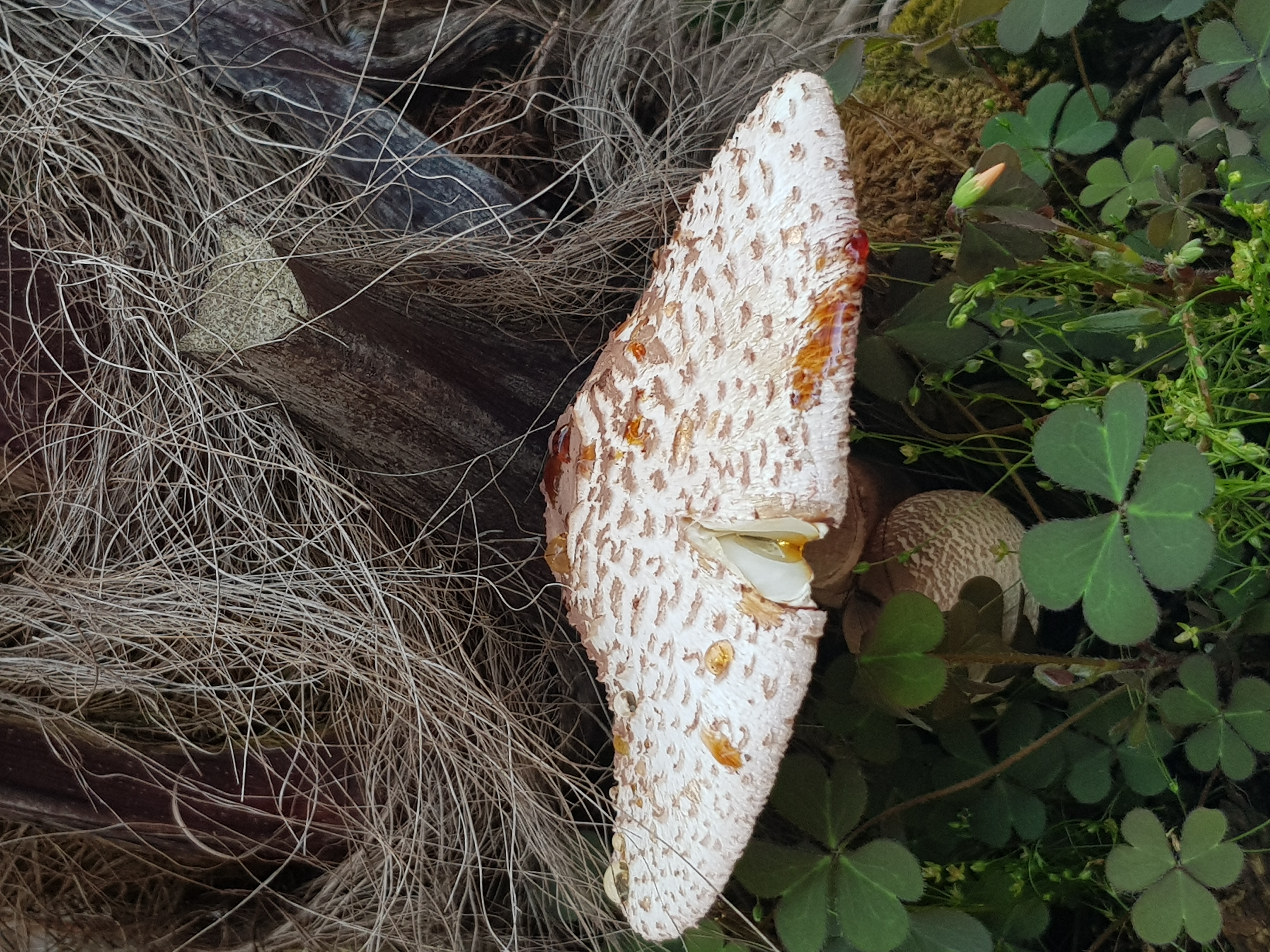 Picture for question