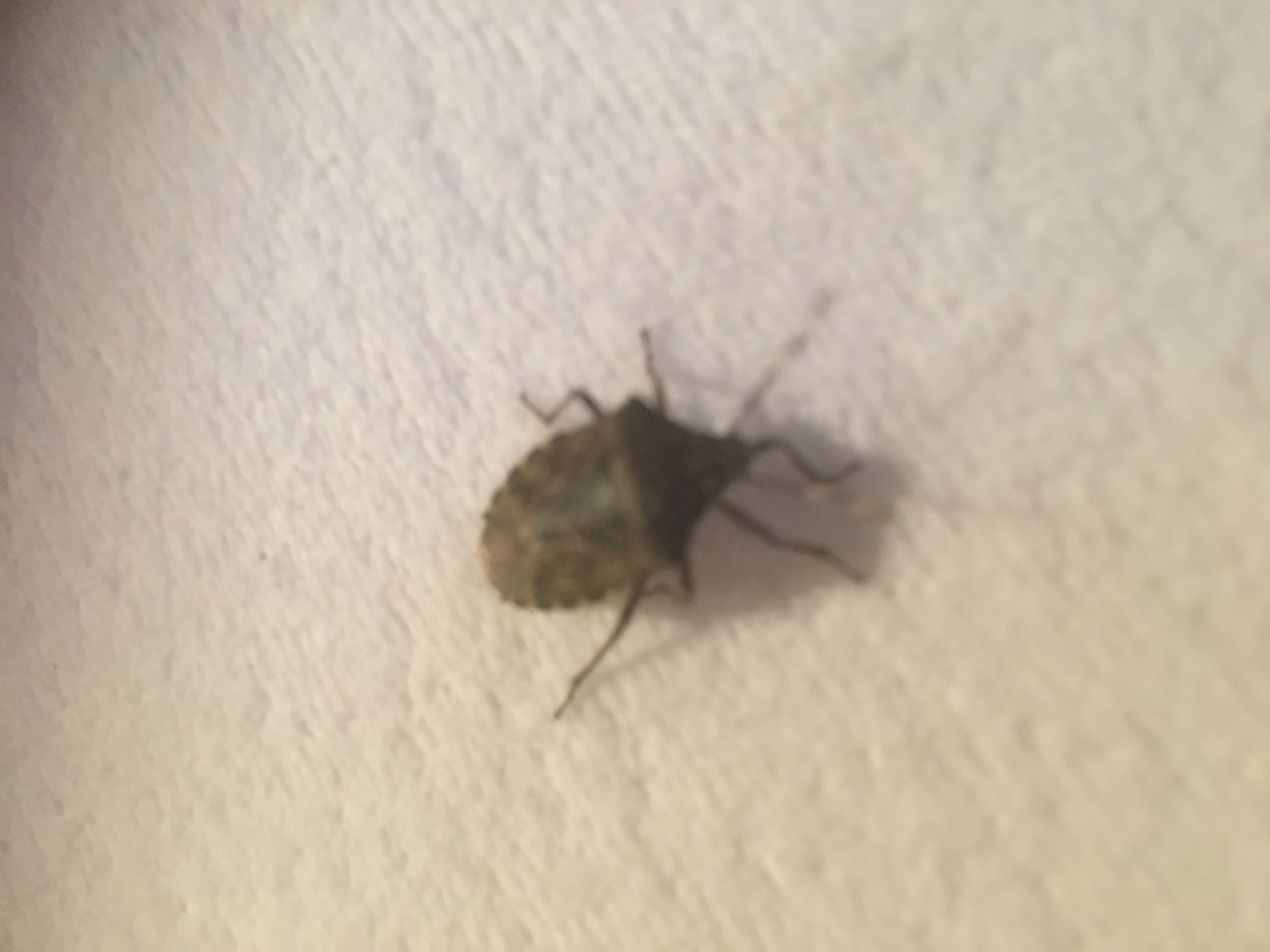 Picture for question