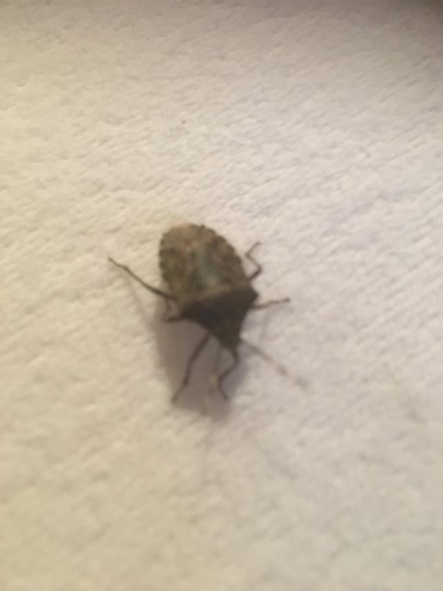 Picture for question