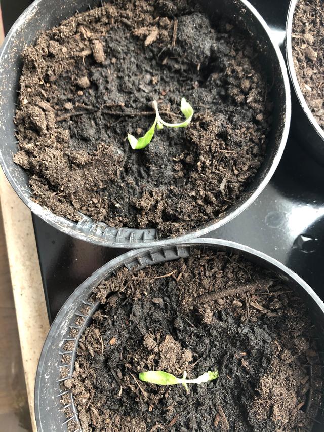 Picture for question