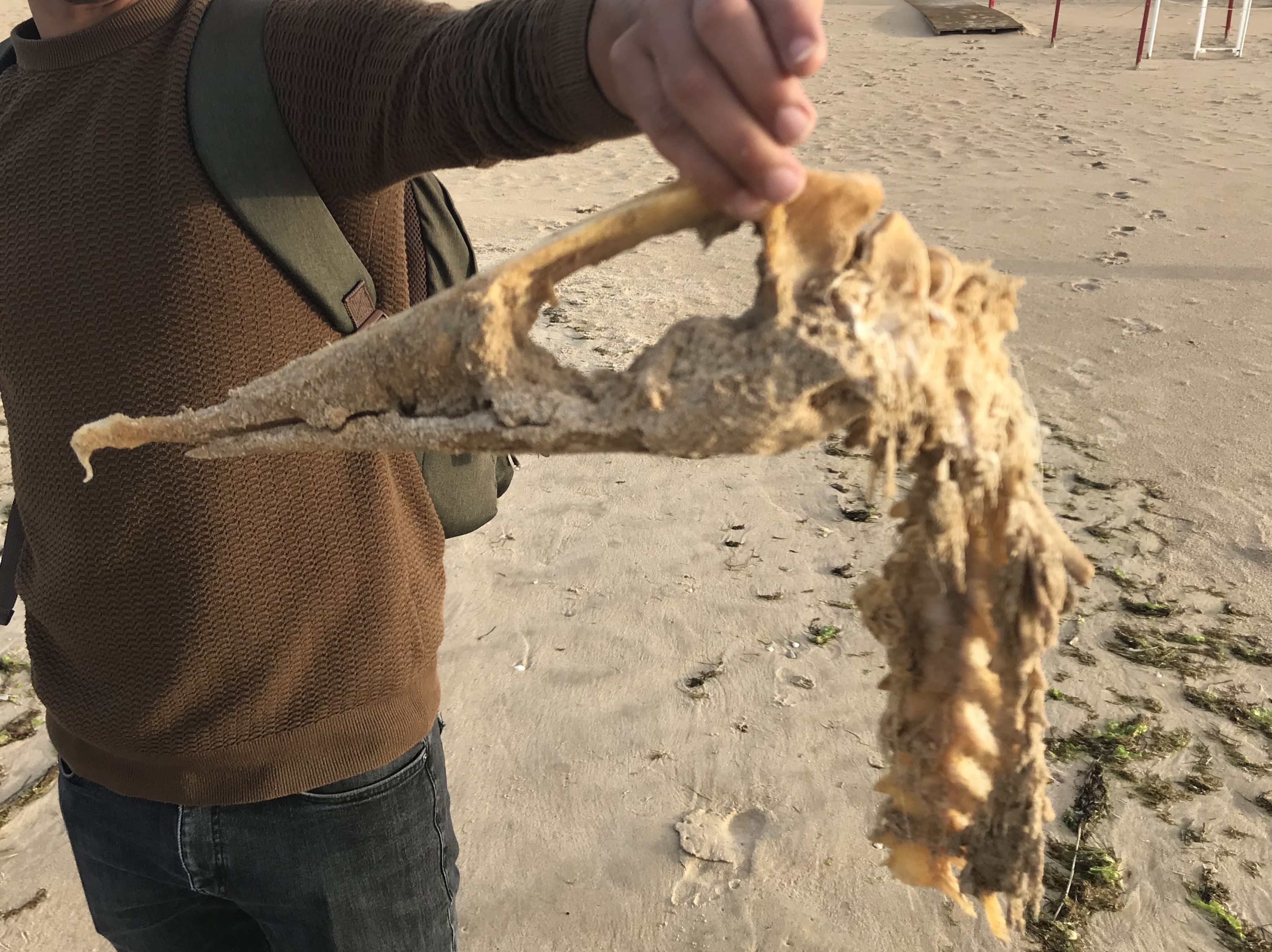 Picture for question