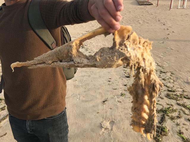 Picture for question