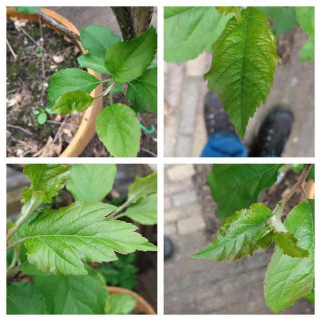 Picture for question