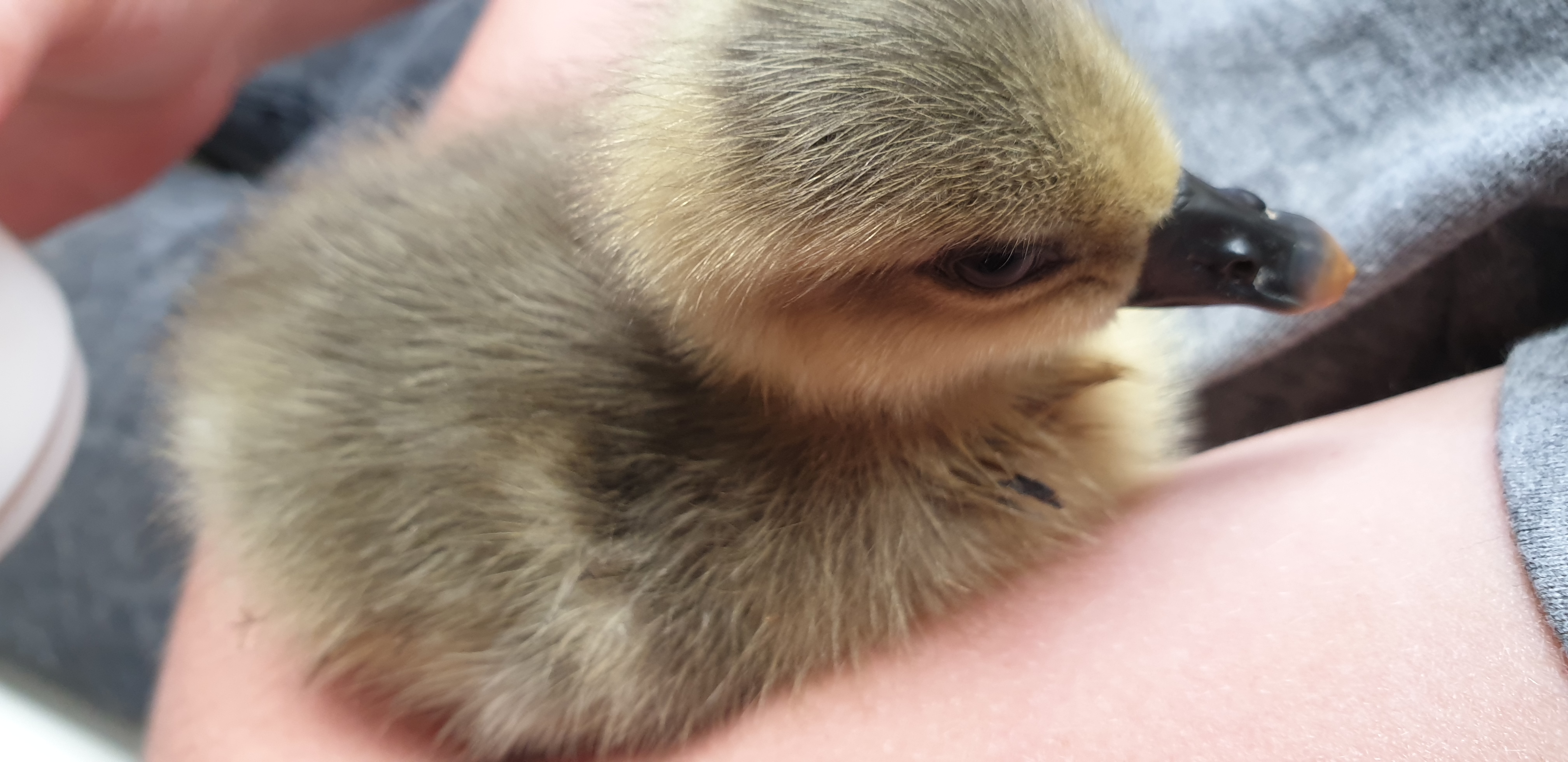 Picture for question