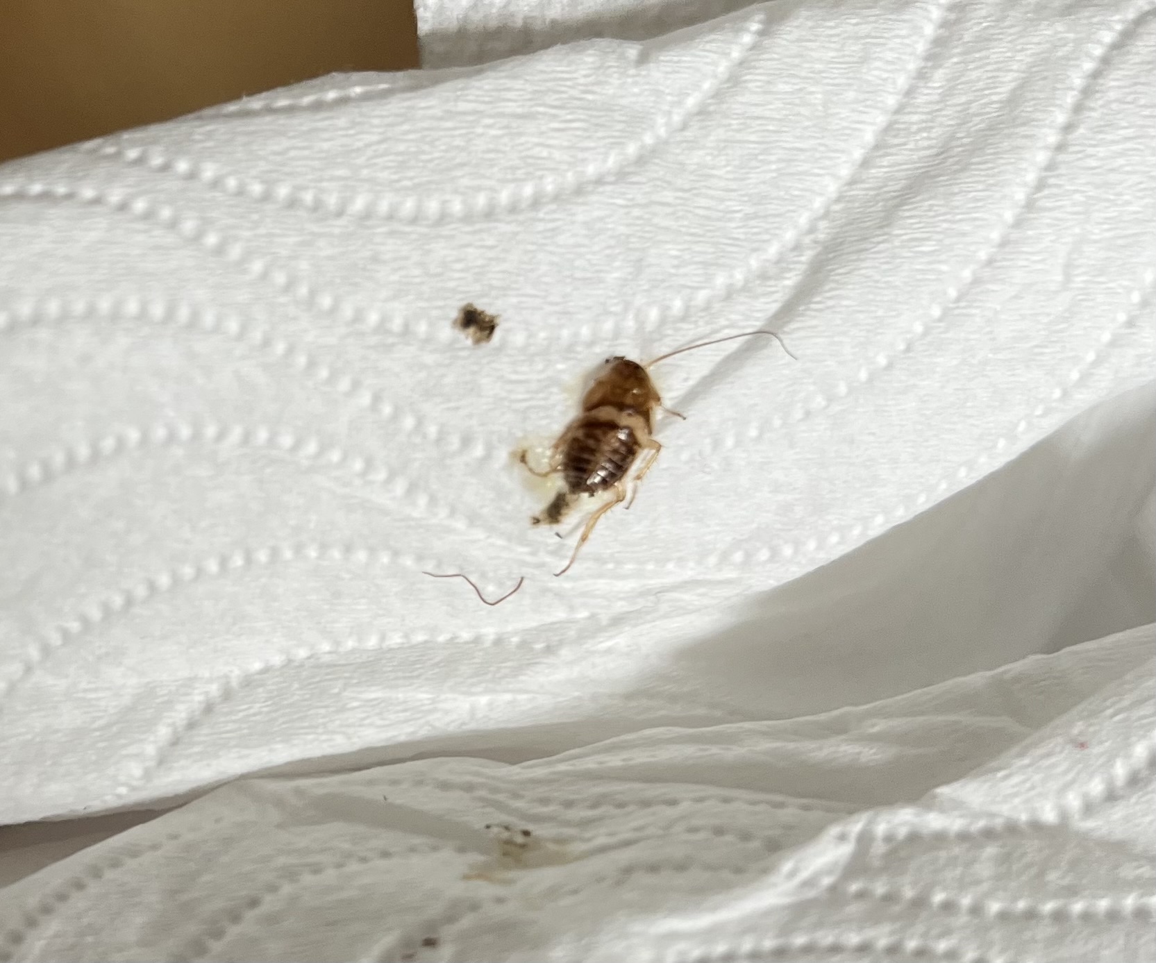 Wat is dit voor soort insect/kakkerlak? - GoeieVraag