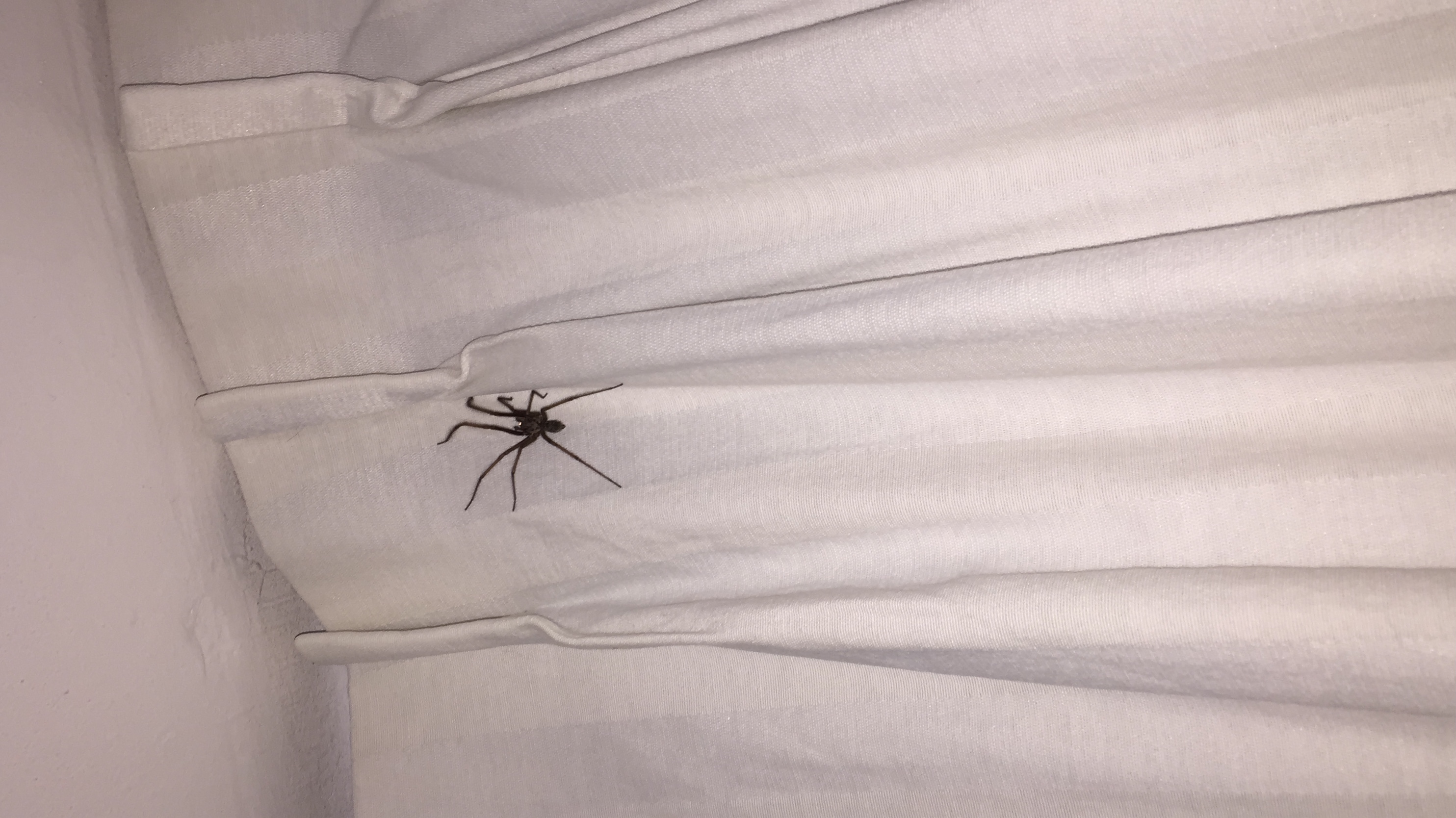 Picture for question