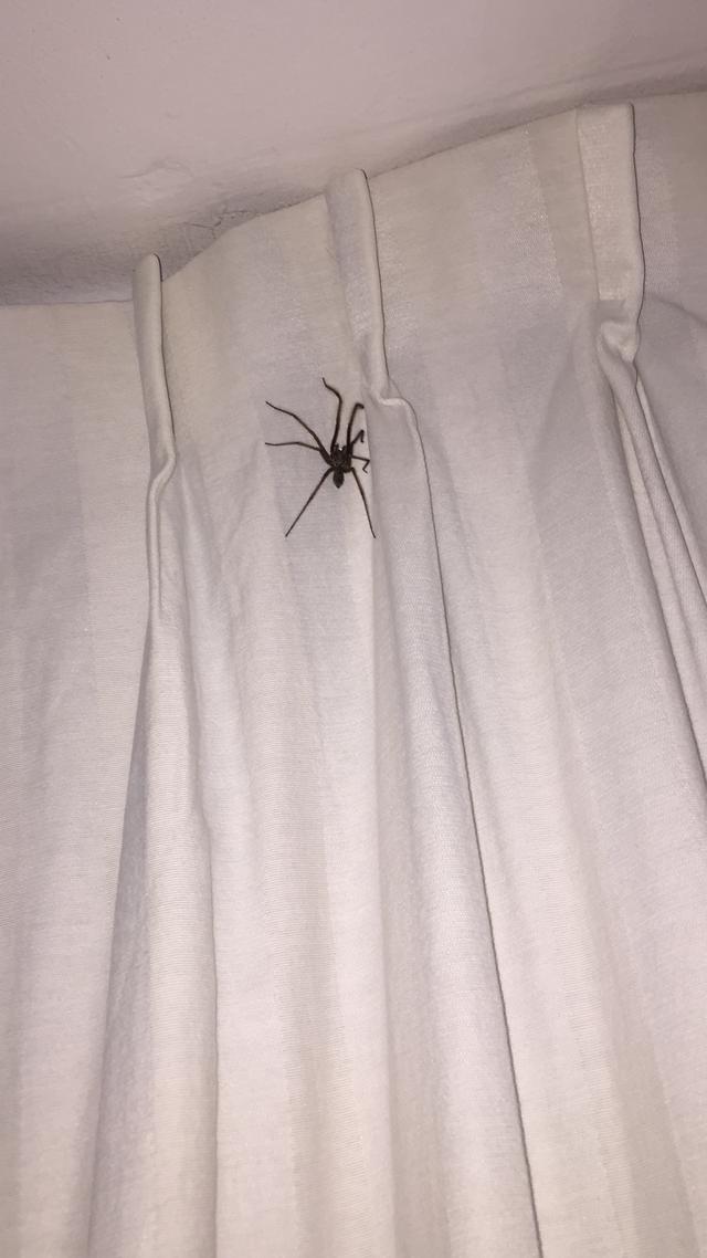 Picture for question