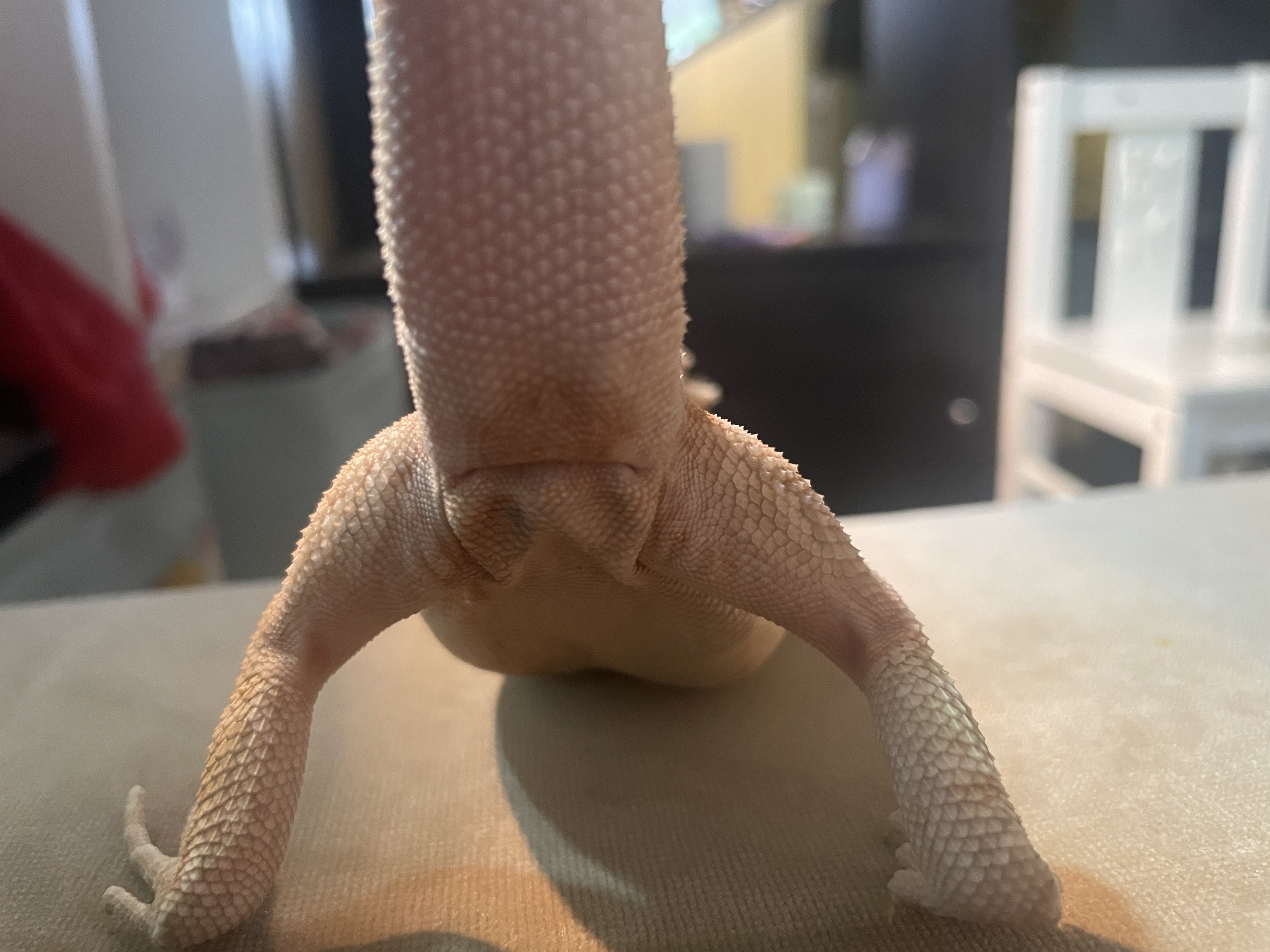 Picture for question