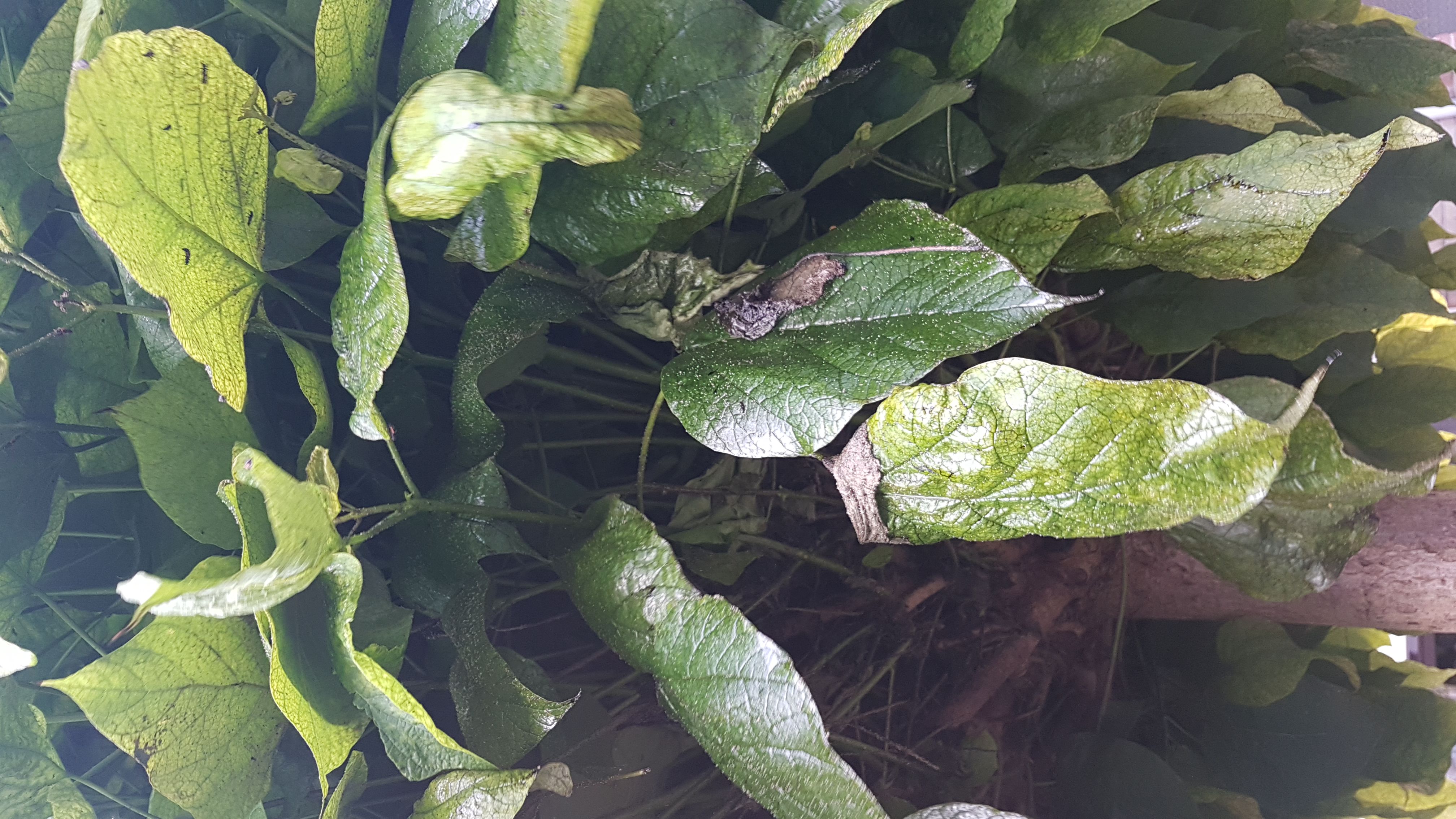 Picture for question