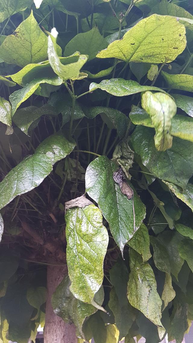 Picture for question