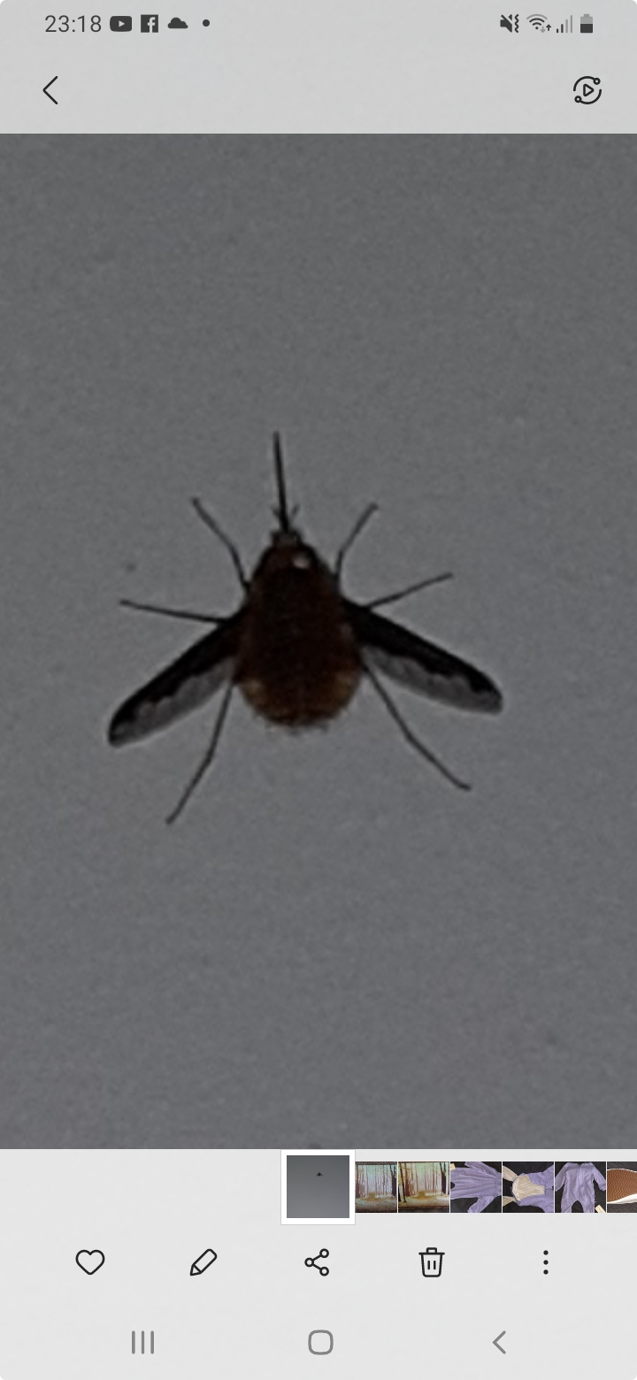 Picture for question